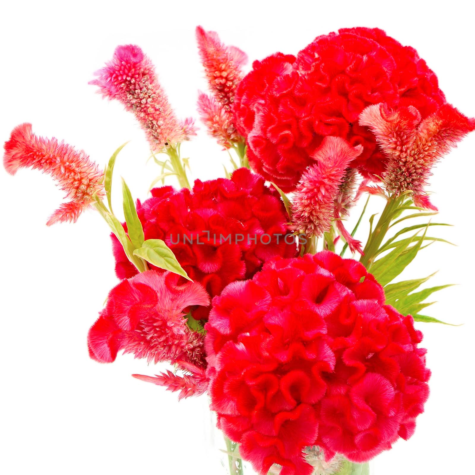 Red flower, Cockscomb or Chinese Wool Flower (Celosia argentea), isolated on a white background