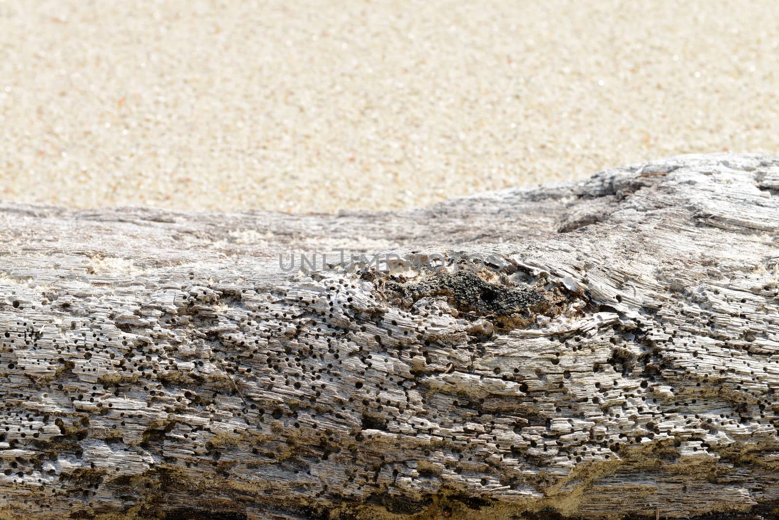 Close up of Driftwood on the beach 