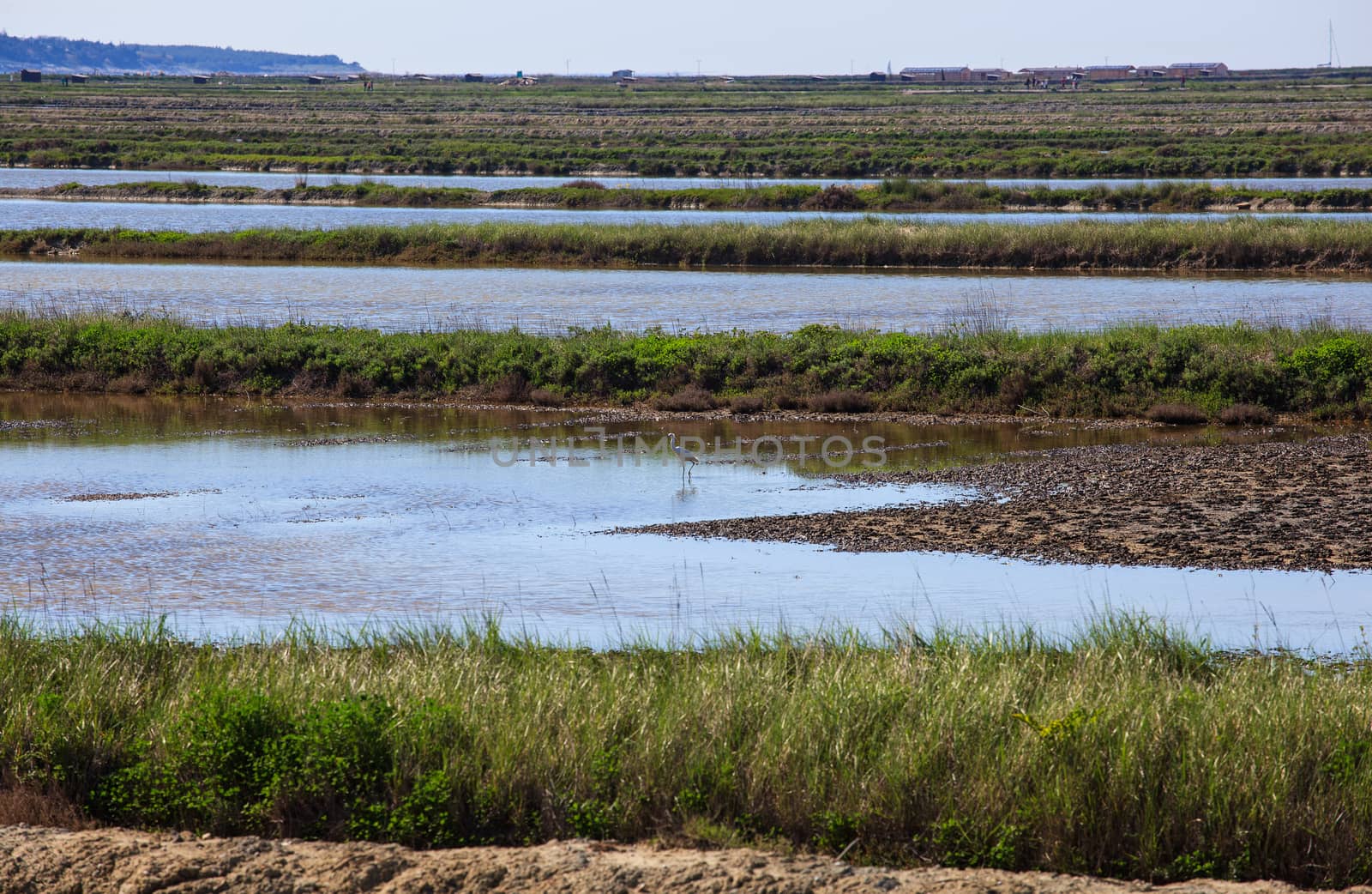 View of heron in the Salt evaporation ponds in Secovlje, Slovenia