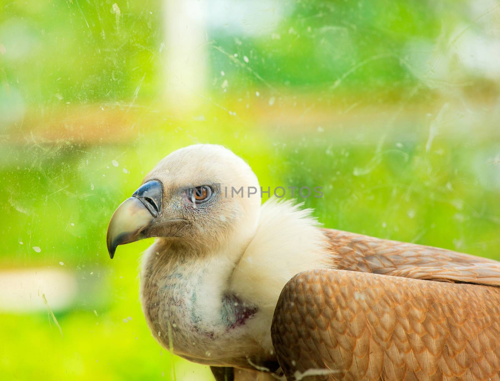 View of Griffon Vulture in the