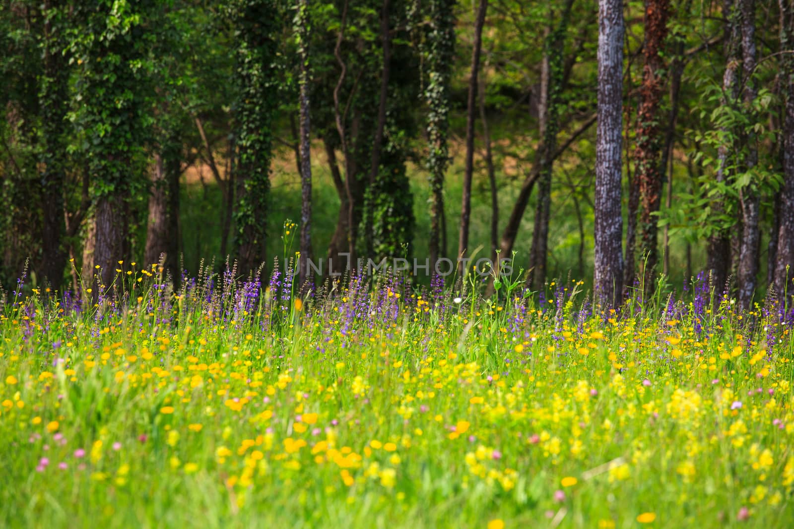 Flower in the grass in the nature reserve near Cornino lake,