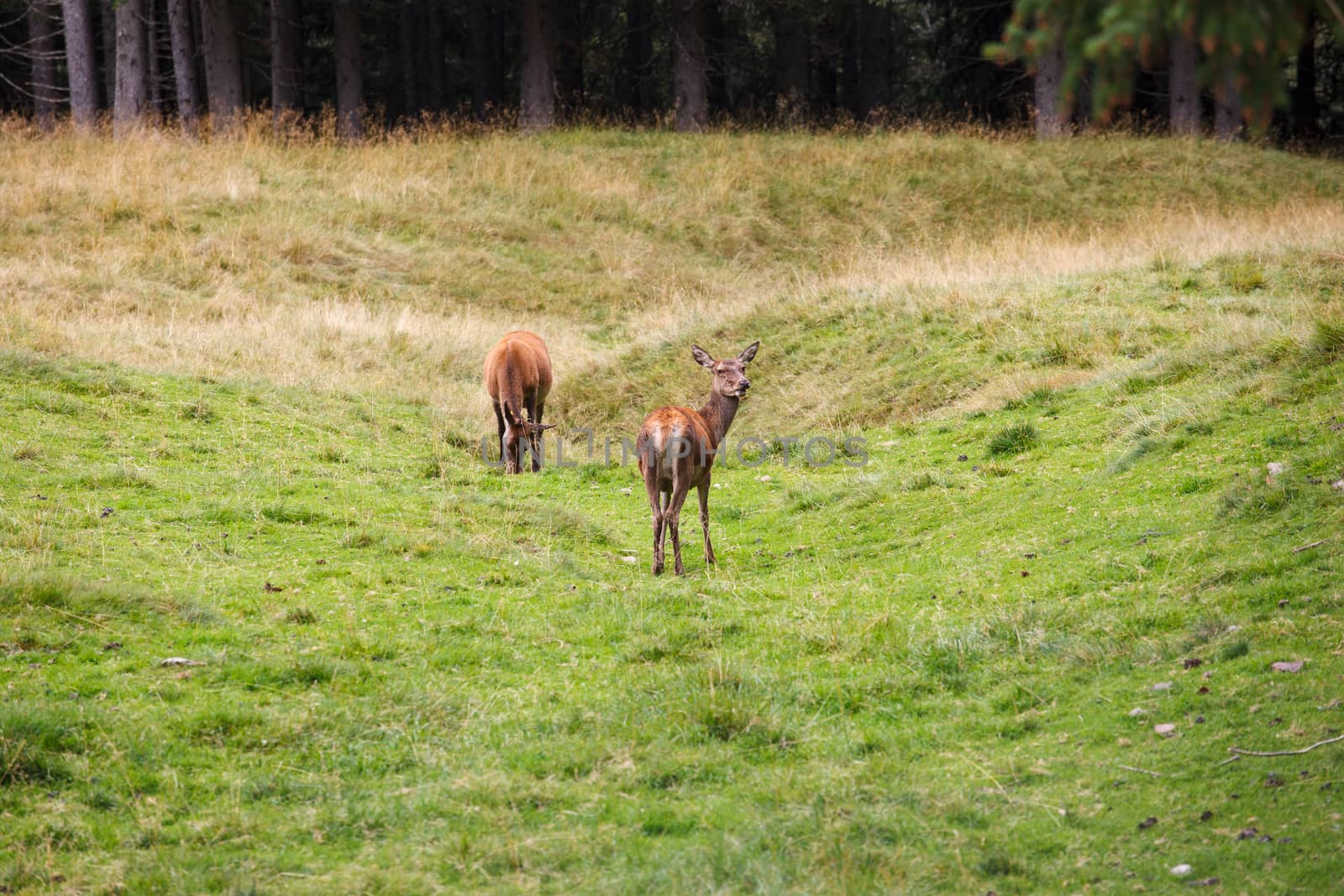 Deer pasturing in the Paneveggio park