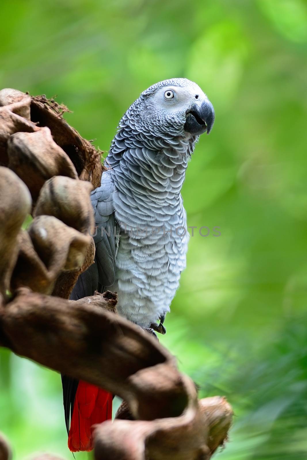 Beautiful grey parrot, African Grey Parrot (Psittacus erithacus), standing on a branch