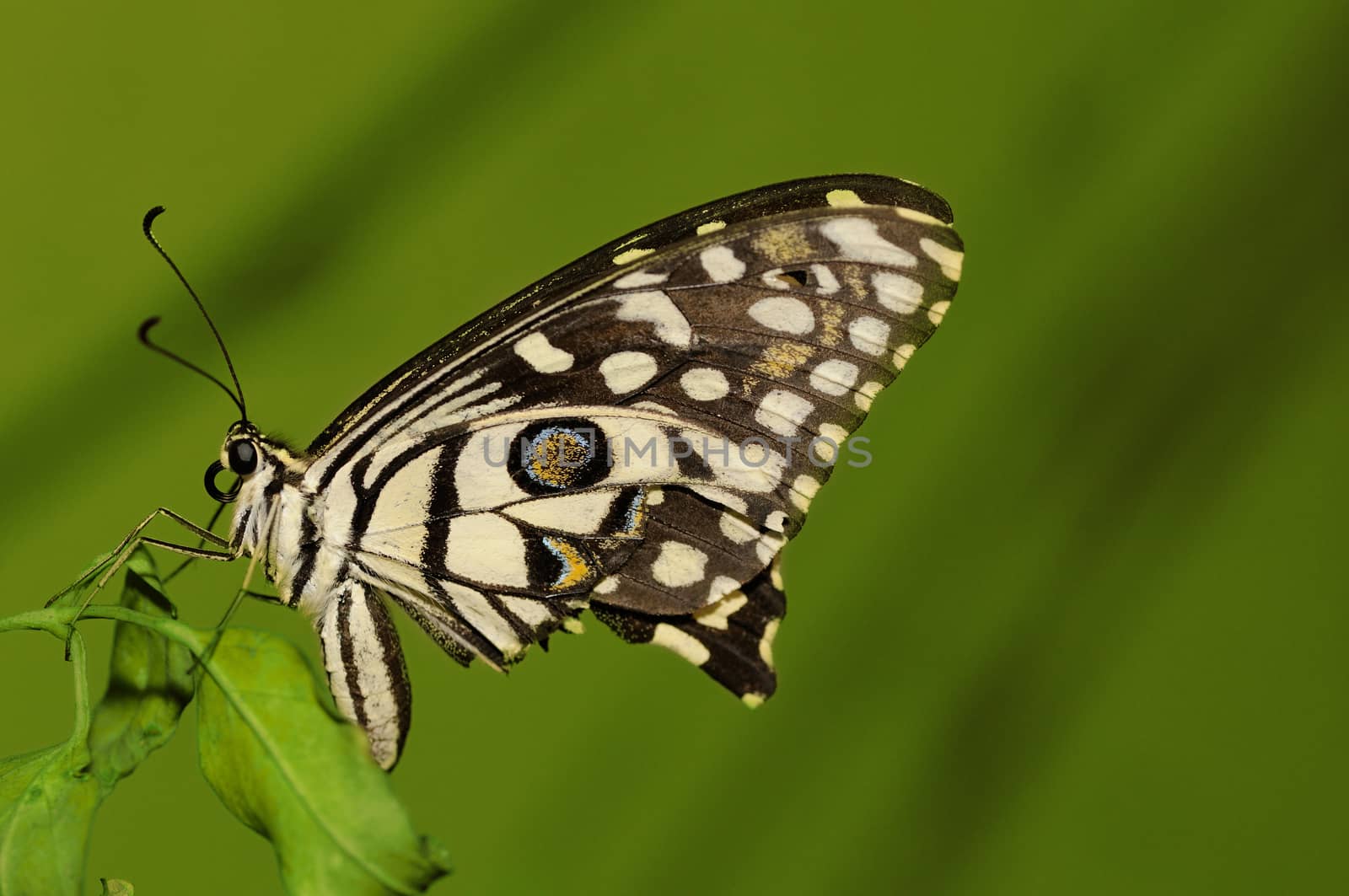 Lime butterfly (Papilio demoleus) is a butterfly usually seen in large parts of Asia.