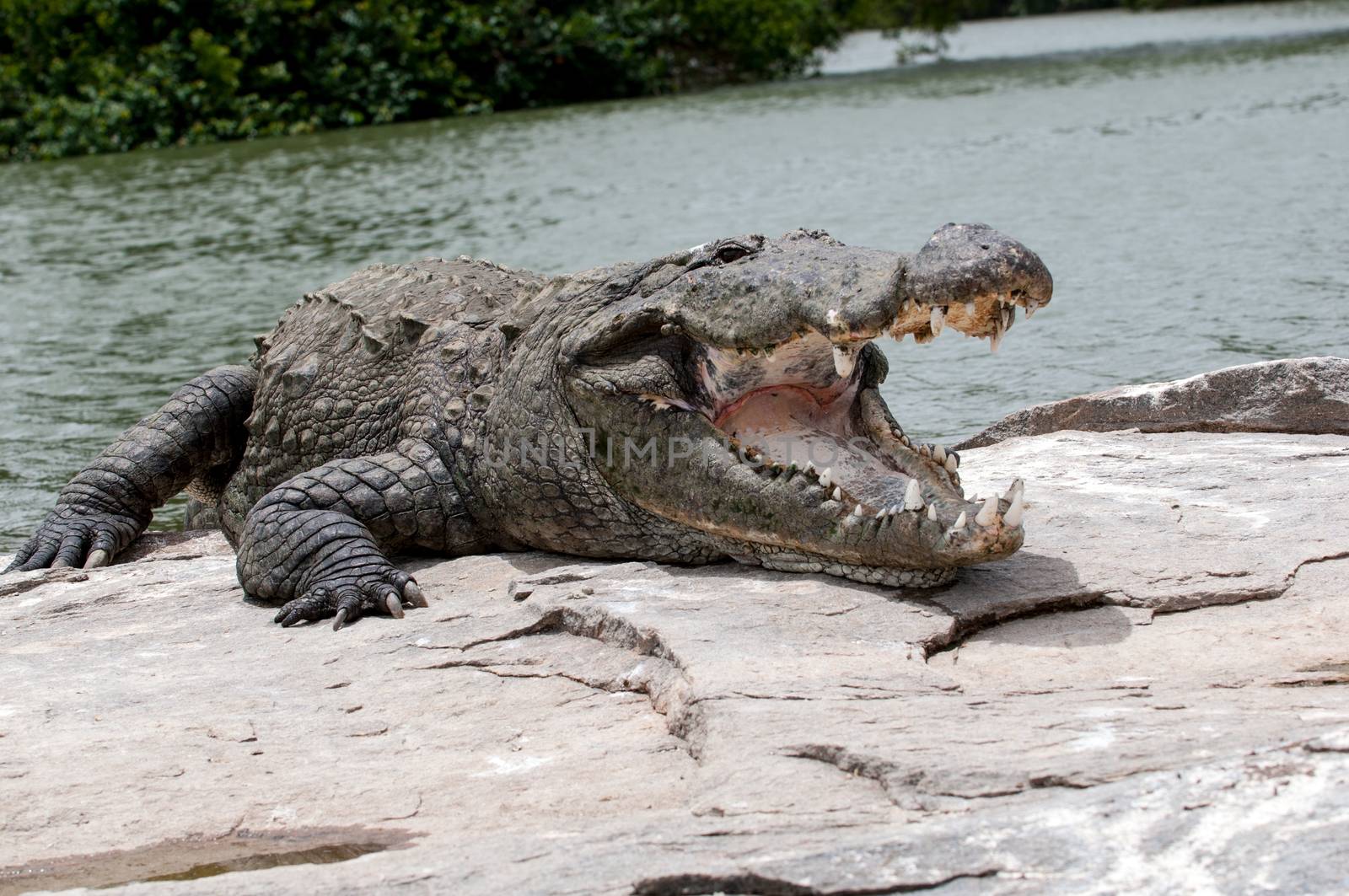 An indian marsh crocodile basking in the sun