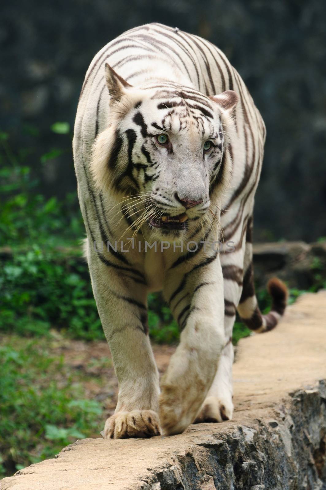 White tiger walking at a local zoo