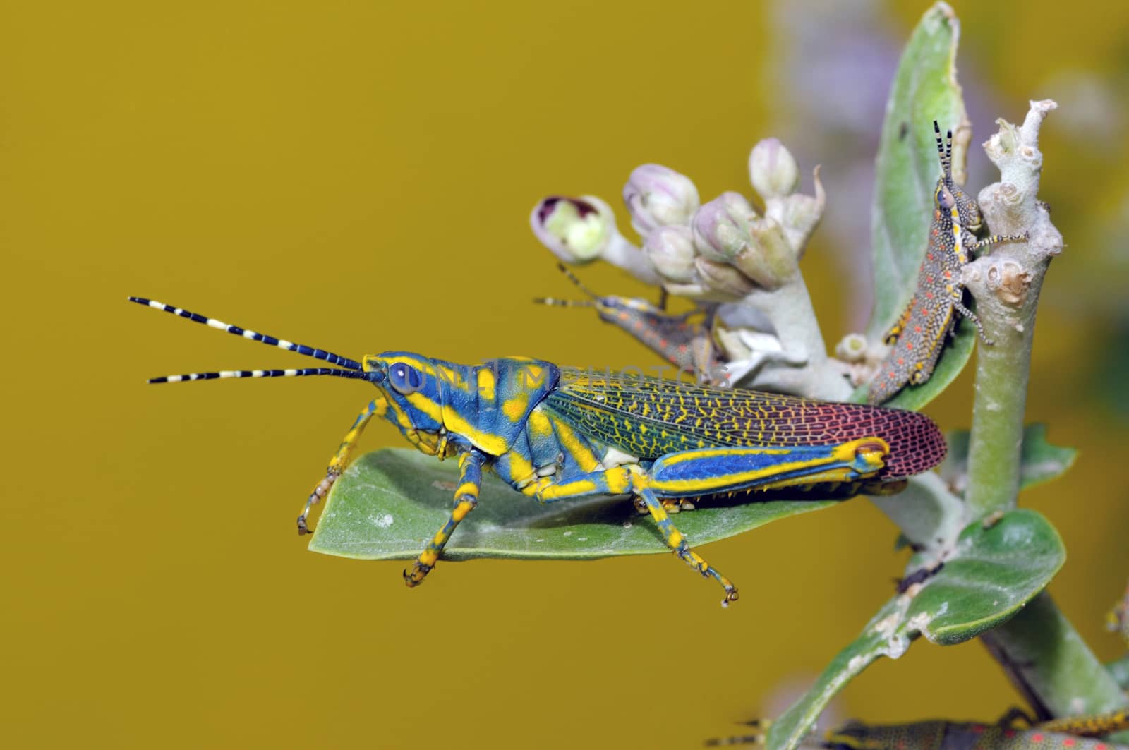 A painted grasshopper perching on a green leaf