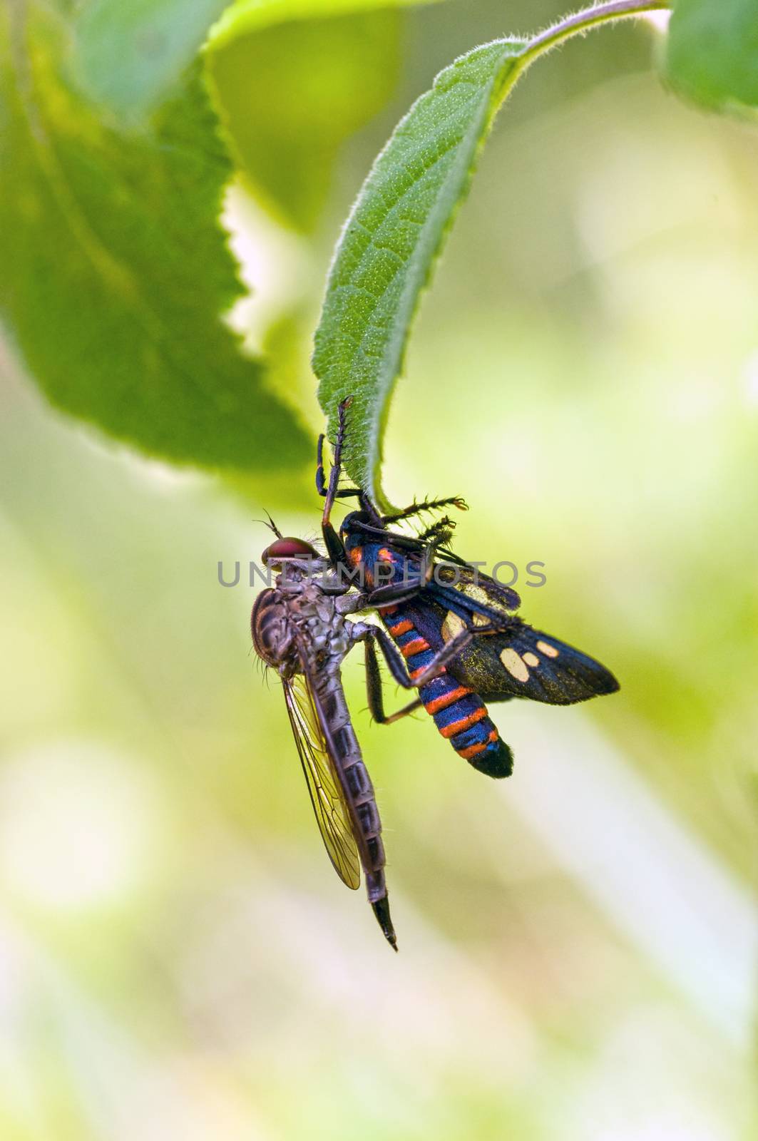 Robberfly by pazham