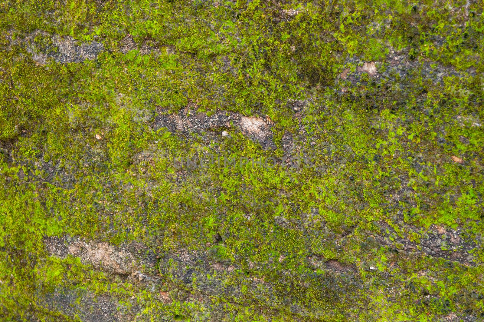 Fresh Green moss on a old brick wall