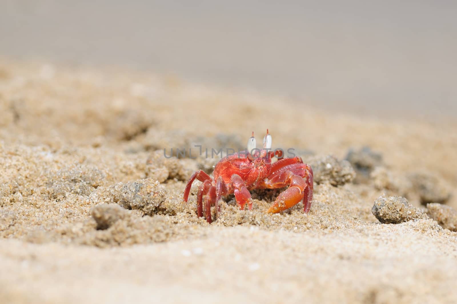  A lonely Fiddler crab defending its terittory