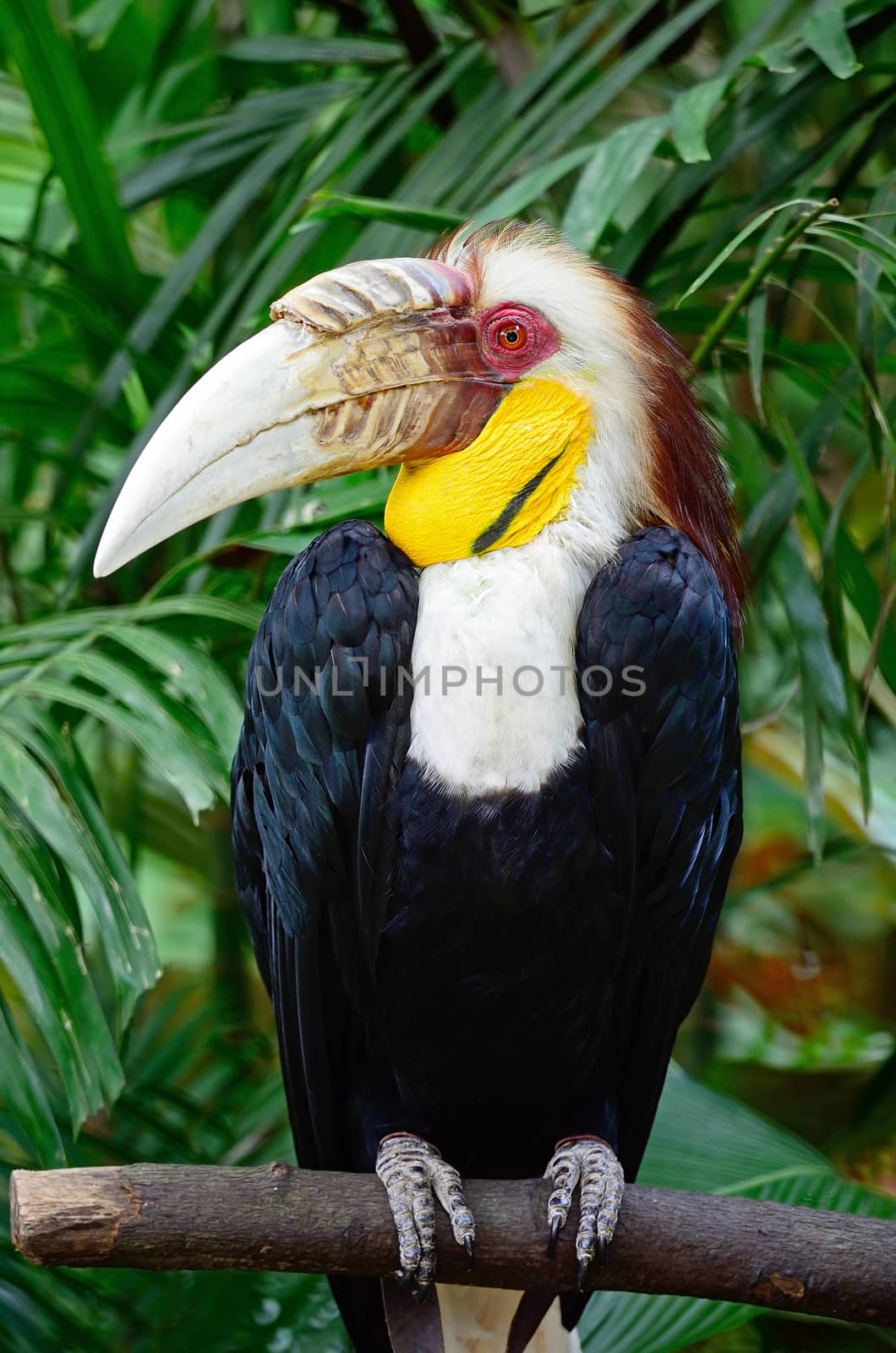 A male Plain-pouched Hornbill (Rhyticeros subruficollis), head profile 
