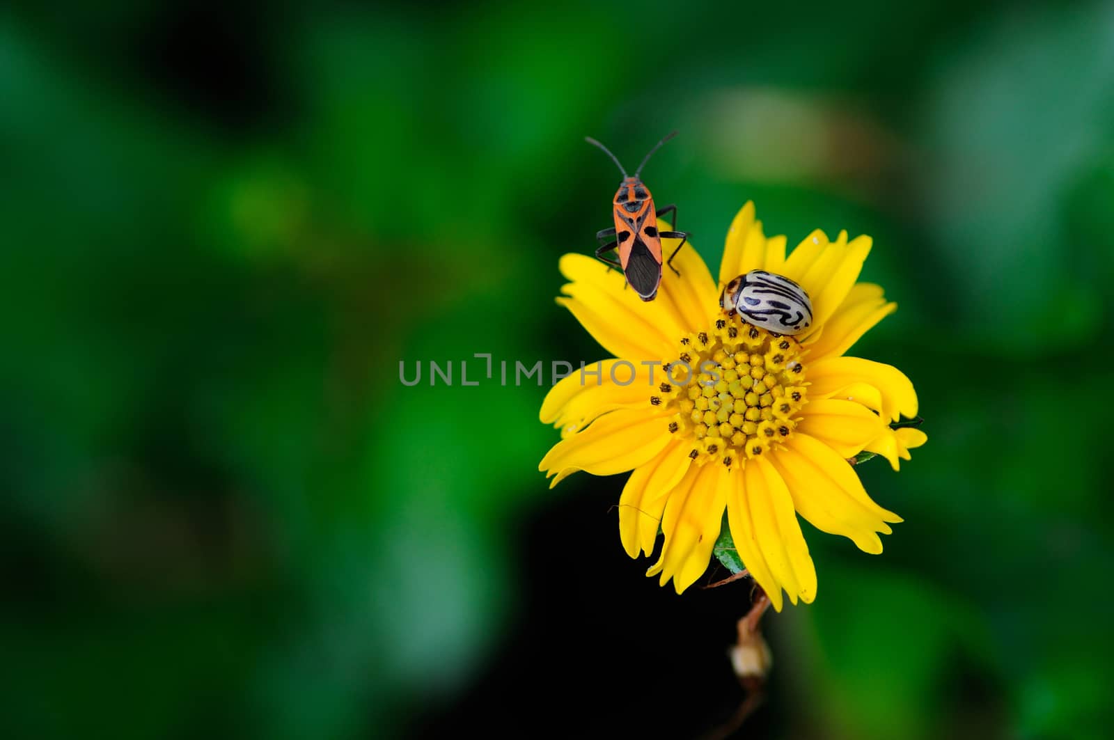 close up details of a yellow flower with copy space on left