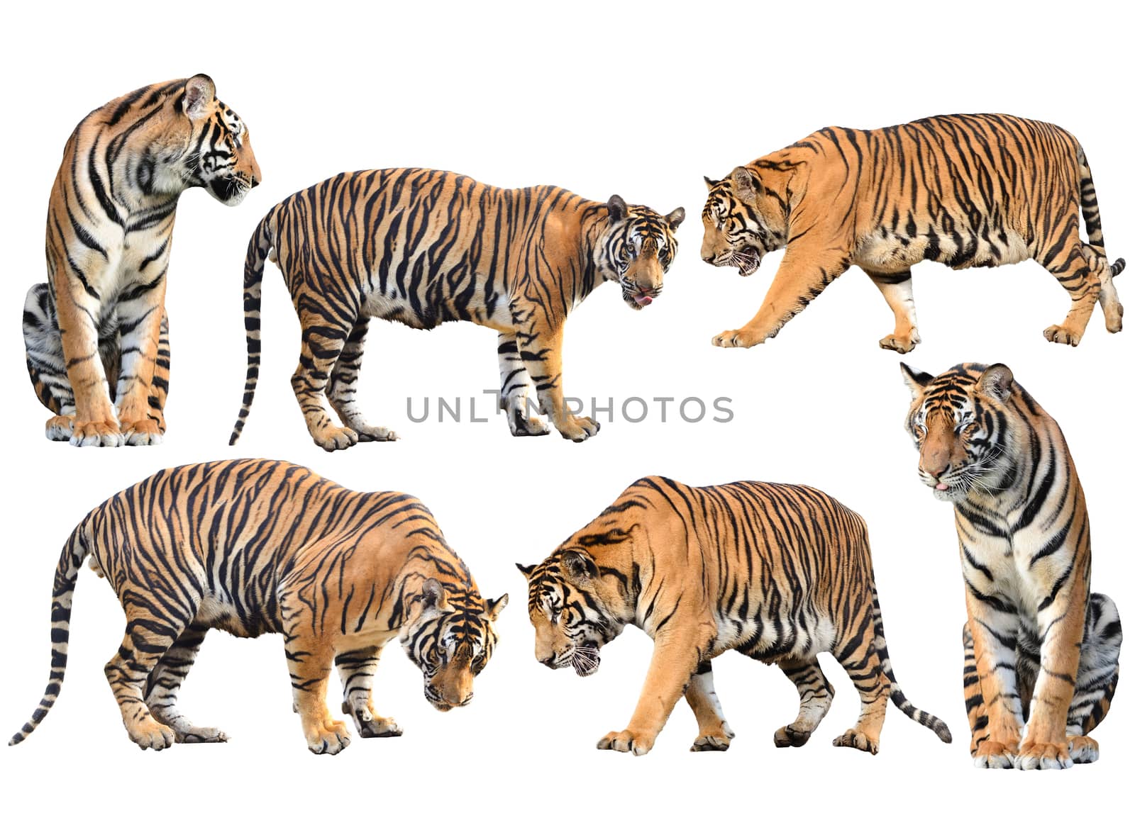 bengal tiger isolated collection on white background