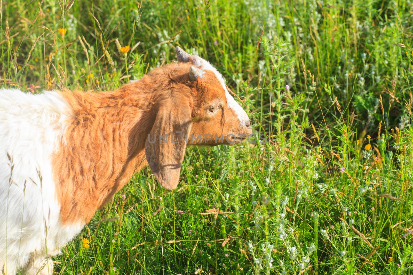 Goat grazing in the green countryside