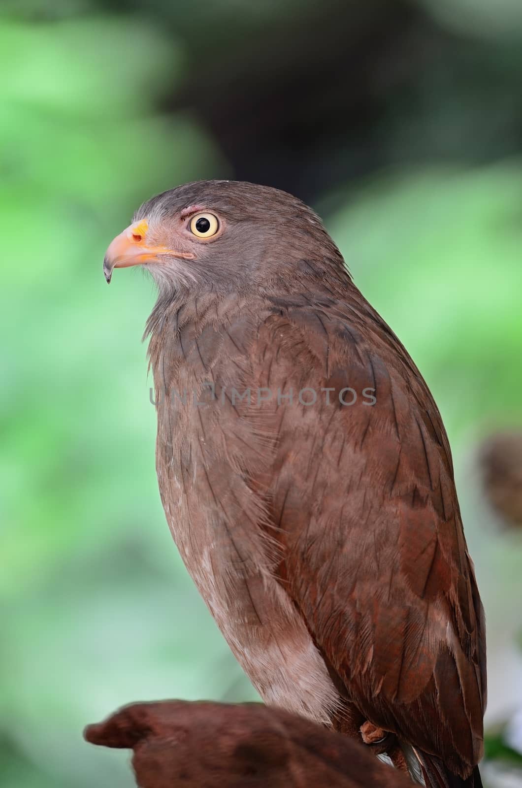 Rufous-winged Buzzard (Butastur liventer), side profile 