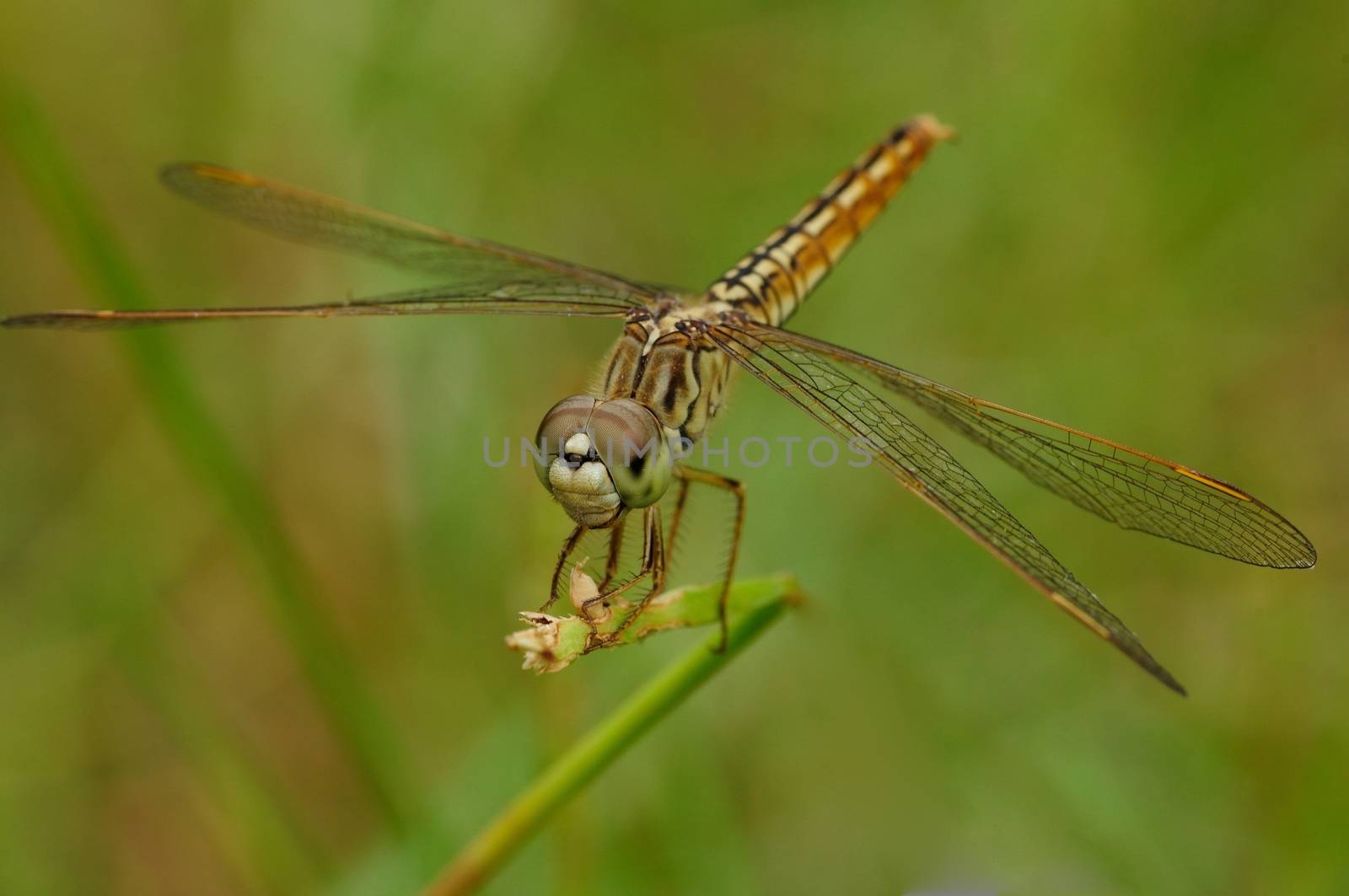 dragonfly perching on a blade of grass