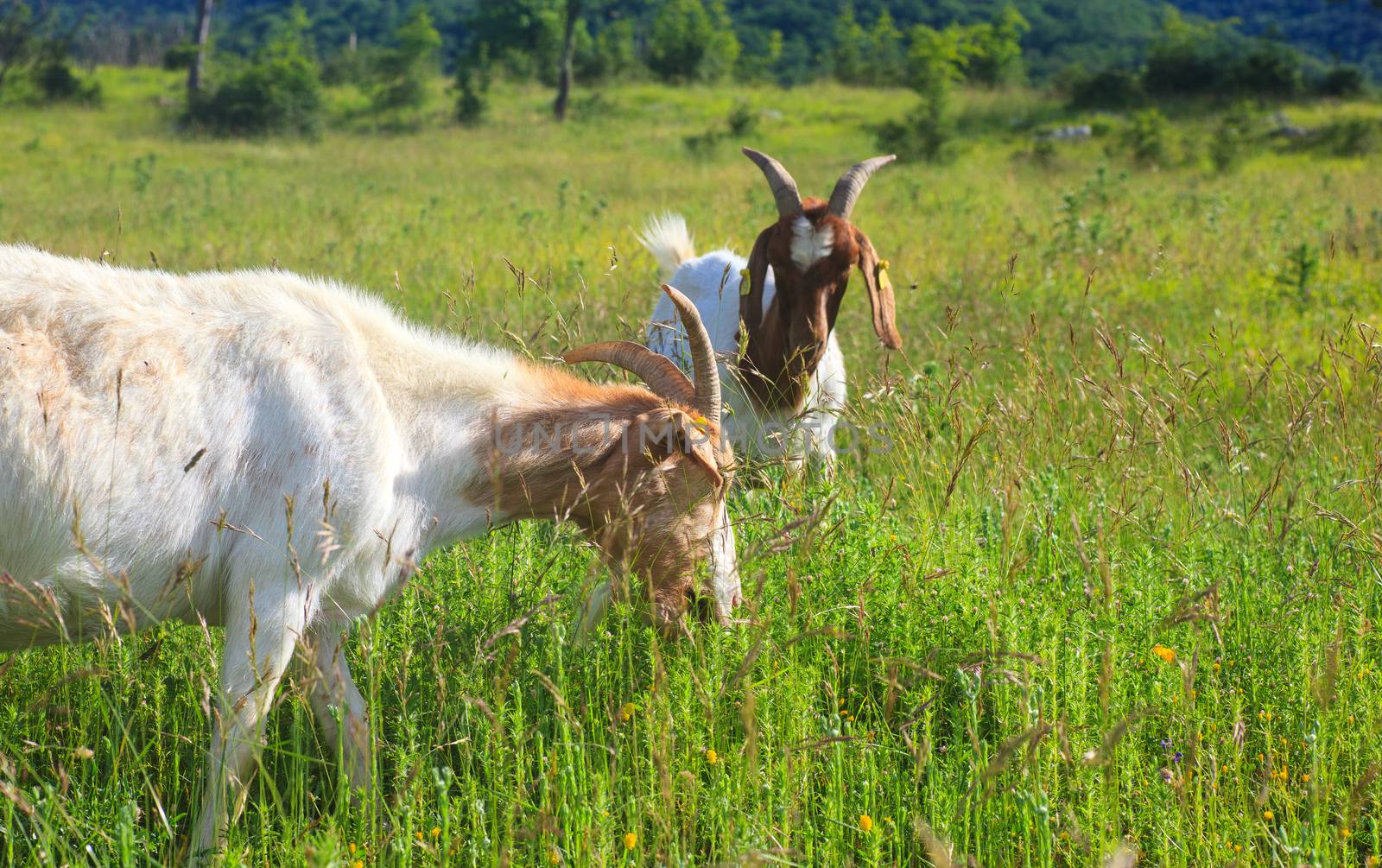 Goats grazing in the green countryside