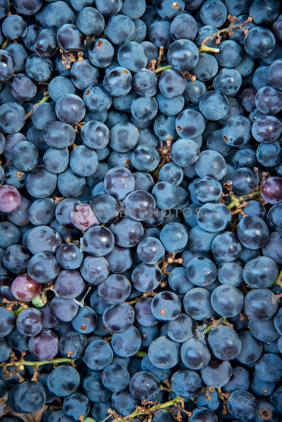 Grapes by pazham