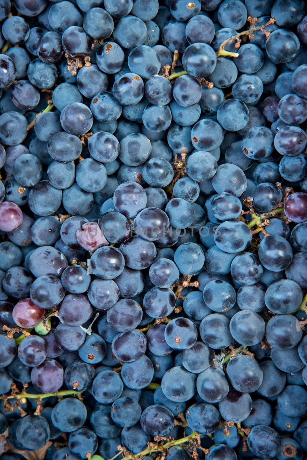 close up shot of fresh concord grapes