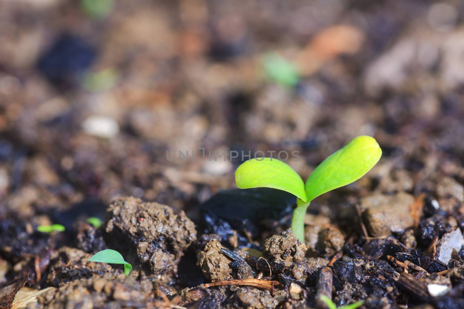 Photo of young plants in the ground