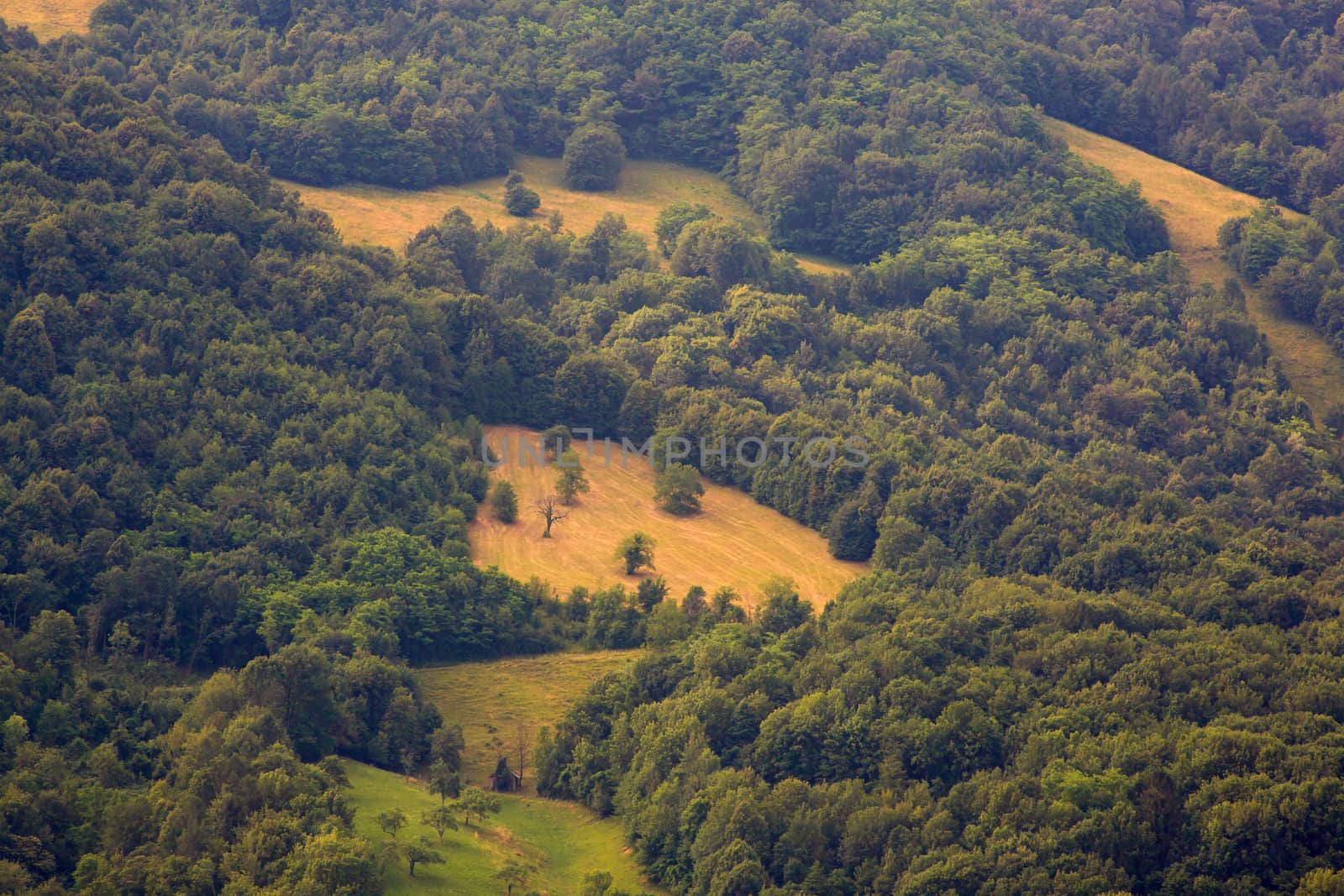 View of green forest in Slovenia