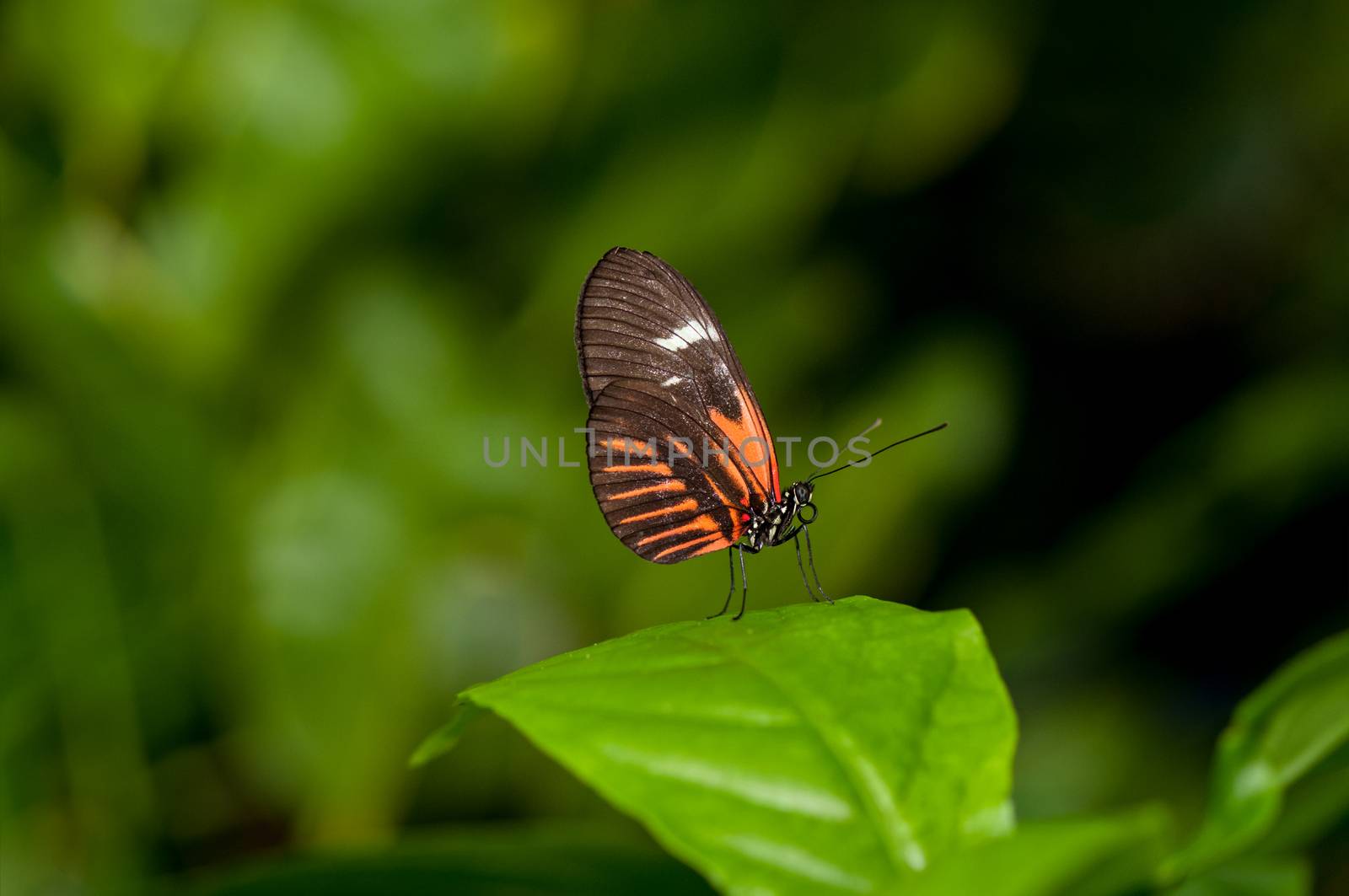 A beautiful postman butterfly perching on a blade of leaf