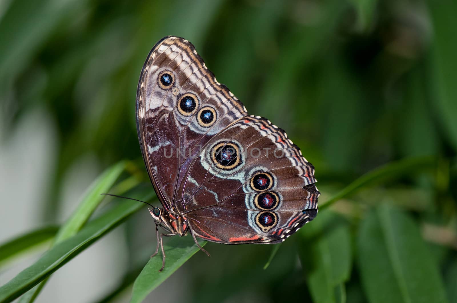 A pretty Blue morpho butterfly sitting on a blade of grass