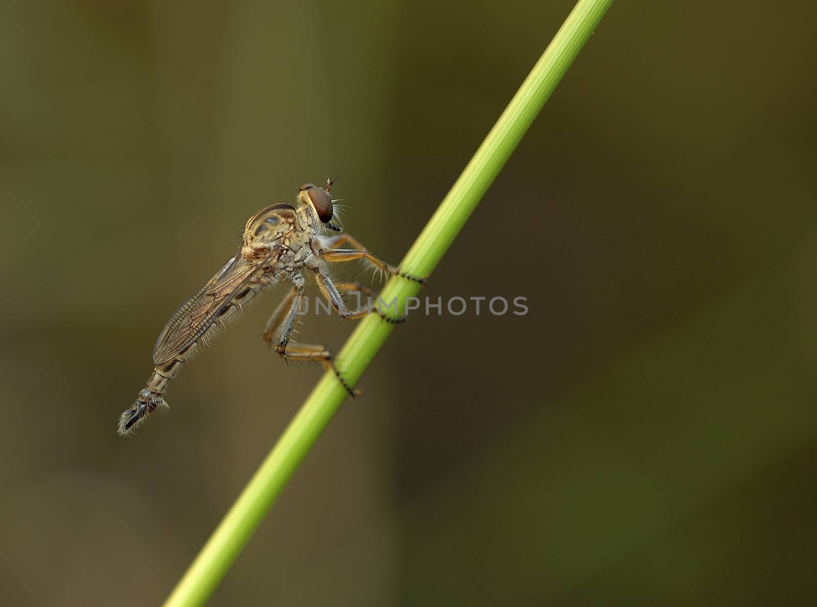 robberfly perching on a blade of grass