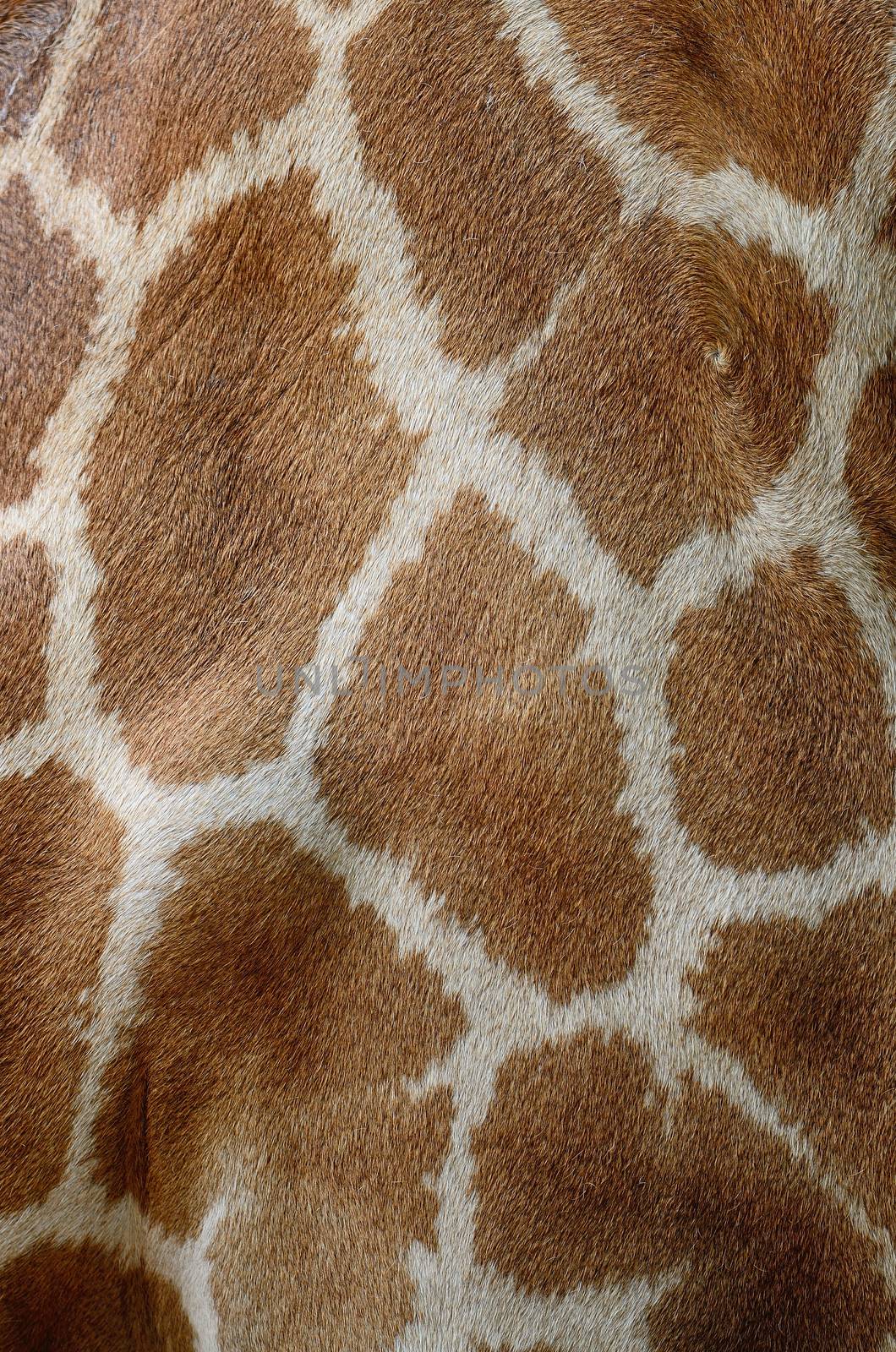 Genuine leather skin of Giraffe (Girafta camelopardalis) 