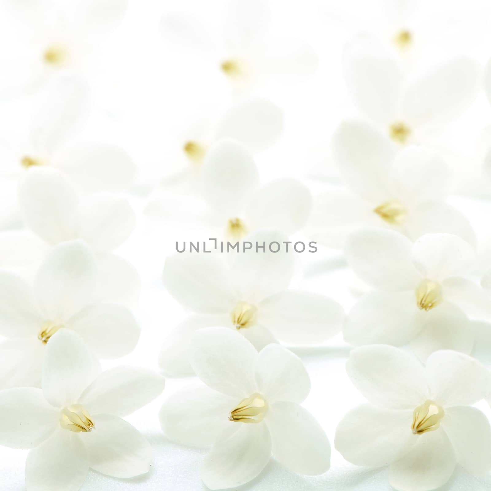 Pattern of tropical white and fragrant flower, Wild Water Plum (Wrightia religiosa), isolated on white