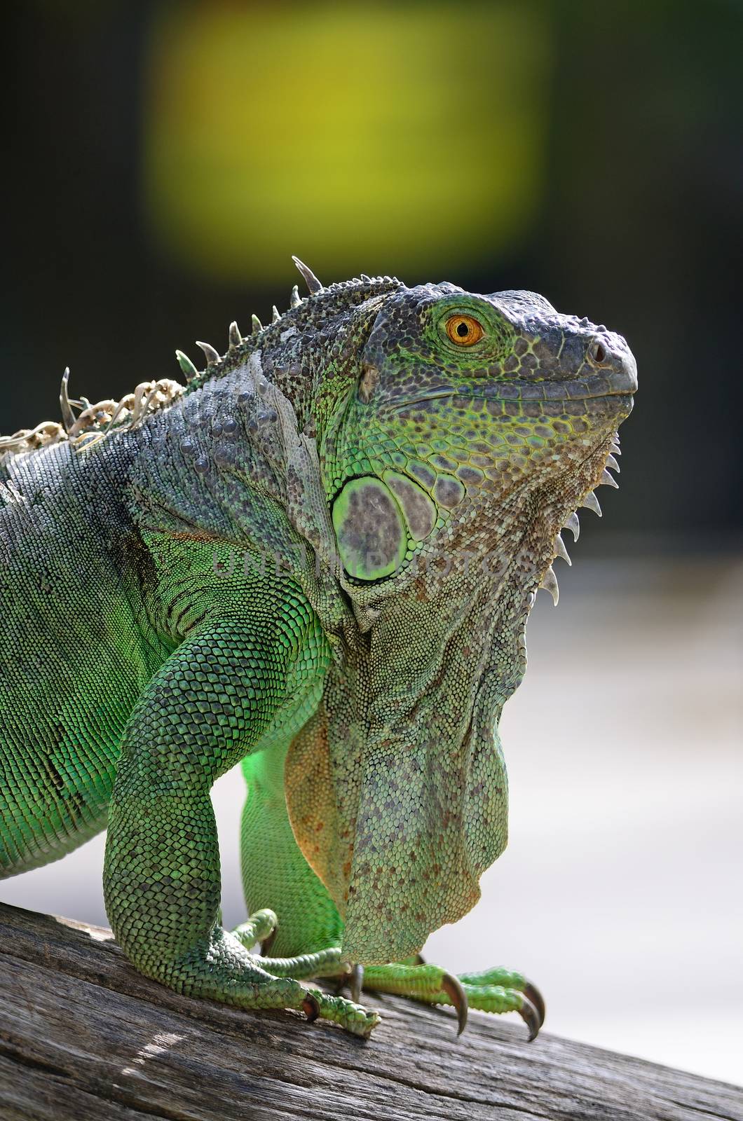 Female Green Iguana (Iguana iguana), face profile