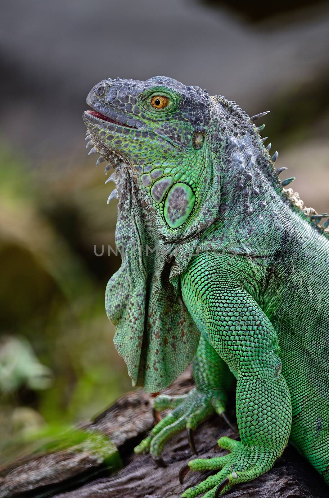 Female Green Iguana (Iguana iguana), head profile