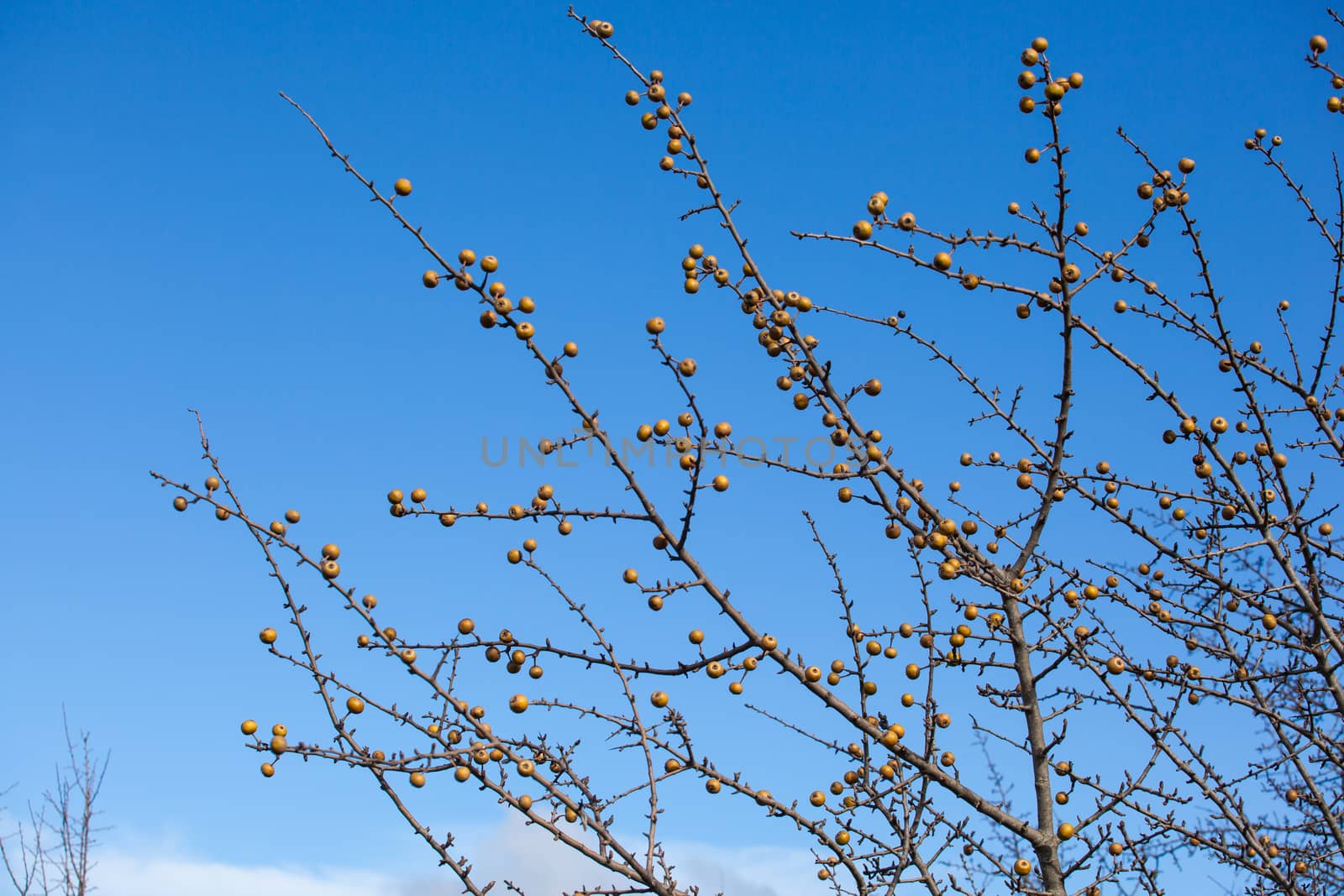 View of sorbo fruits on branches tree