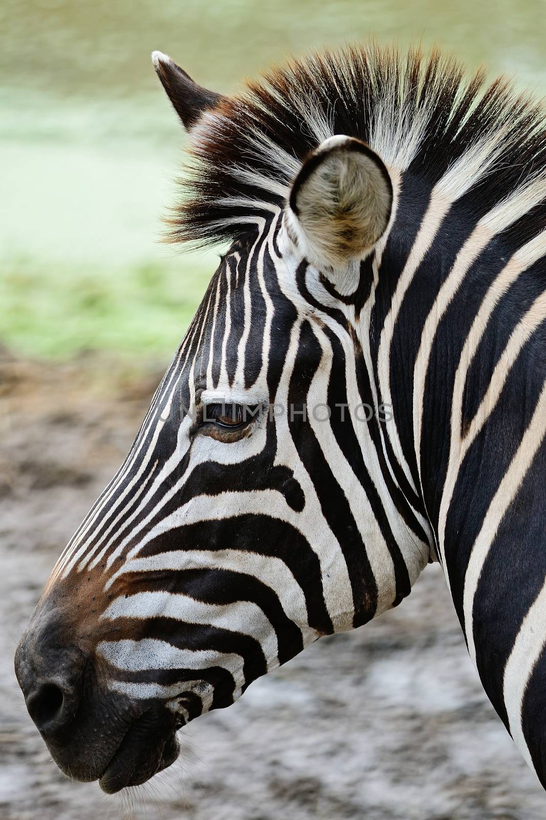 Face of Common Zebra or Burchell's Zebra (Equus burchelli)