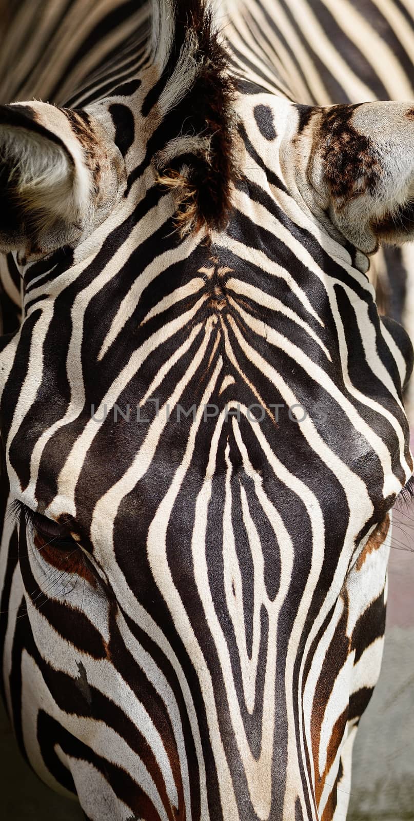 Skin of Common Zebra, Burchell's Zebra