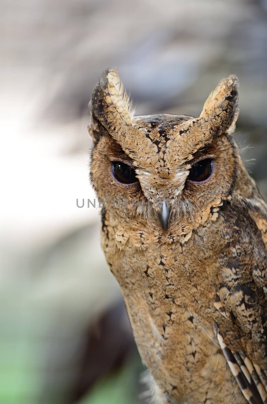 Oriental Scops Owl (Otus sunia), face and breast profile