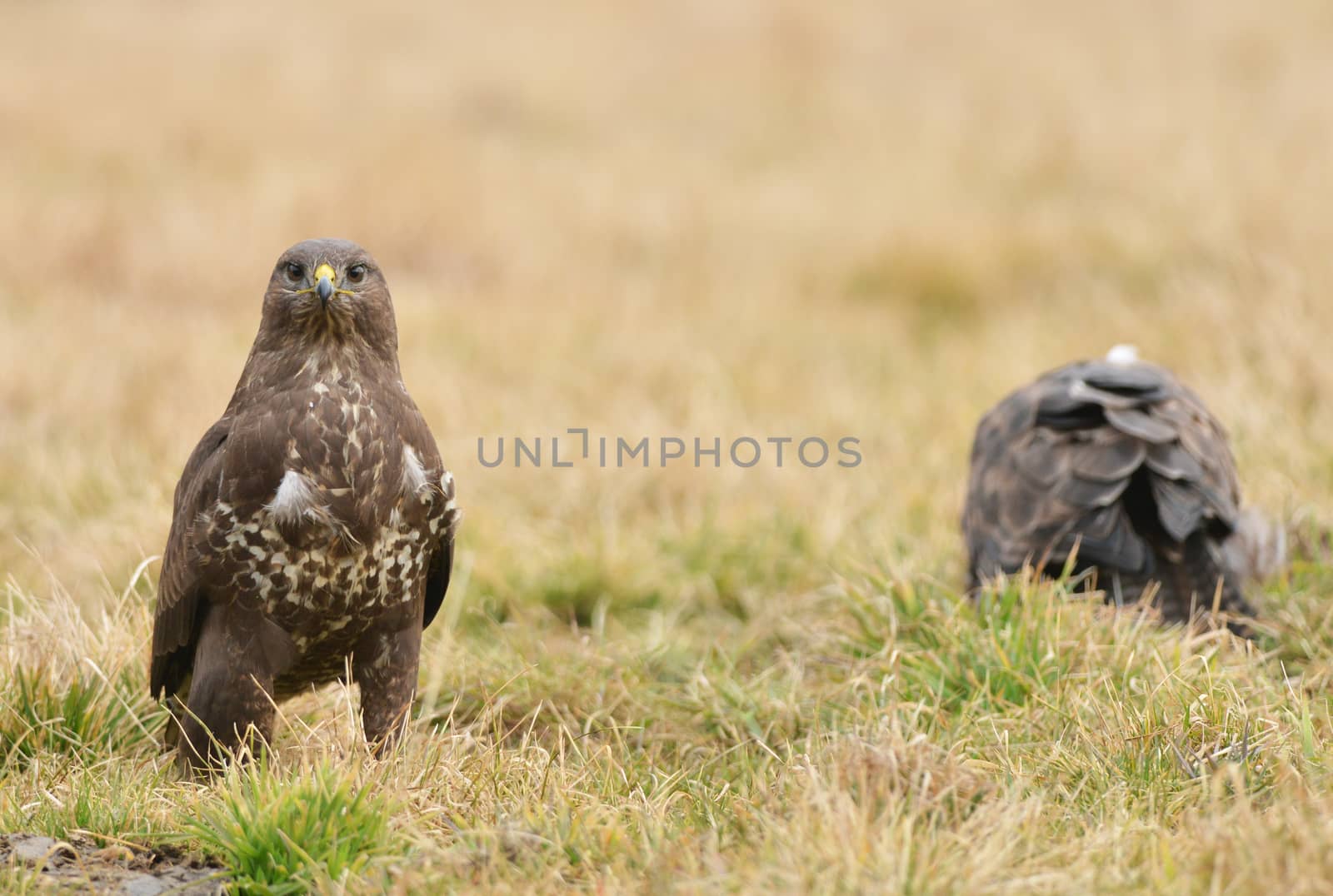 Common buzzard