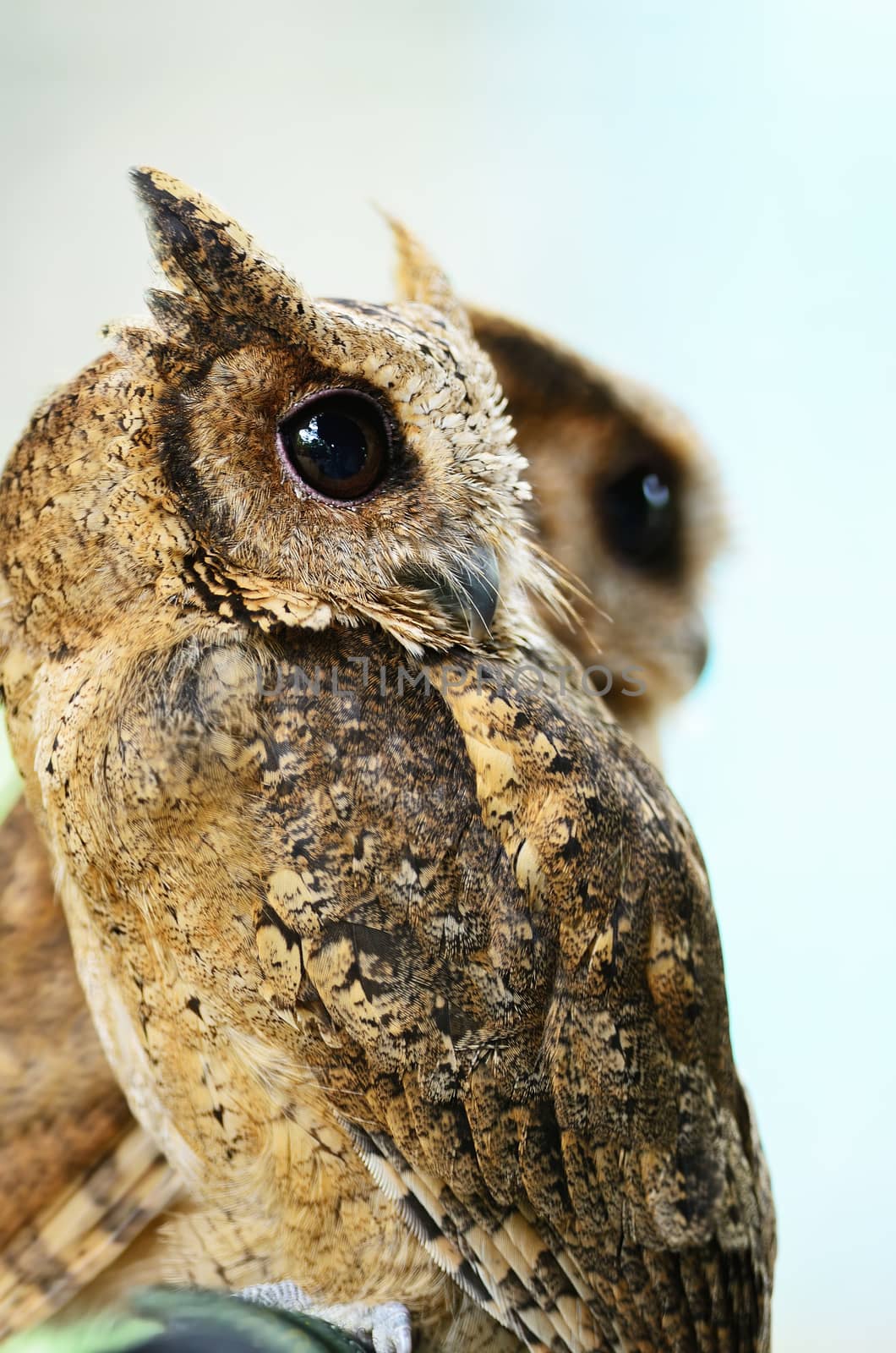 Oriental Scops Owl (Otus sunia), side profile