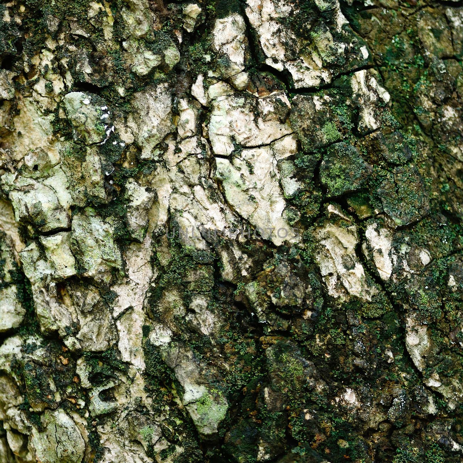 bark texture by panuruangjan