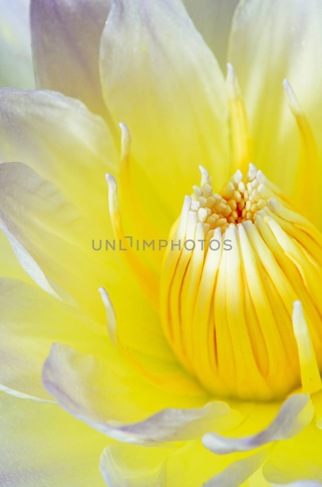 Close up of beautiful yellow water lily