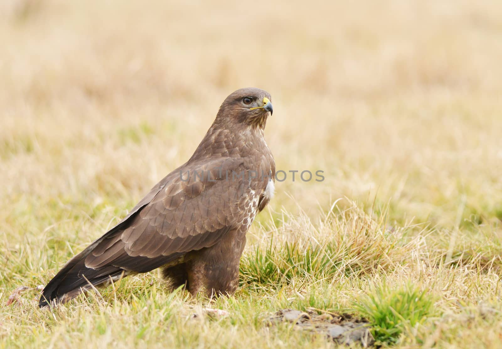Common buzzard
