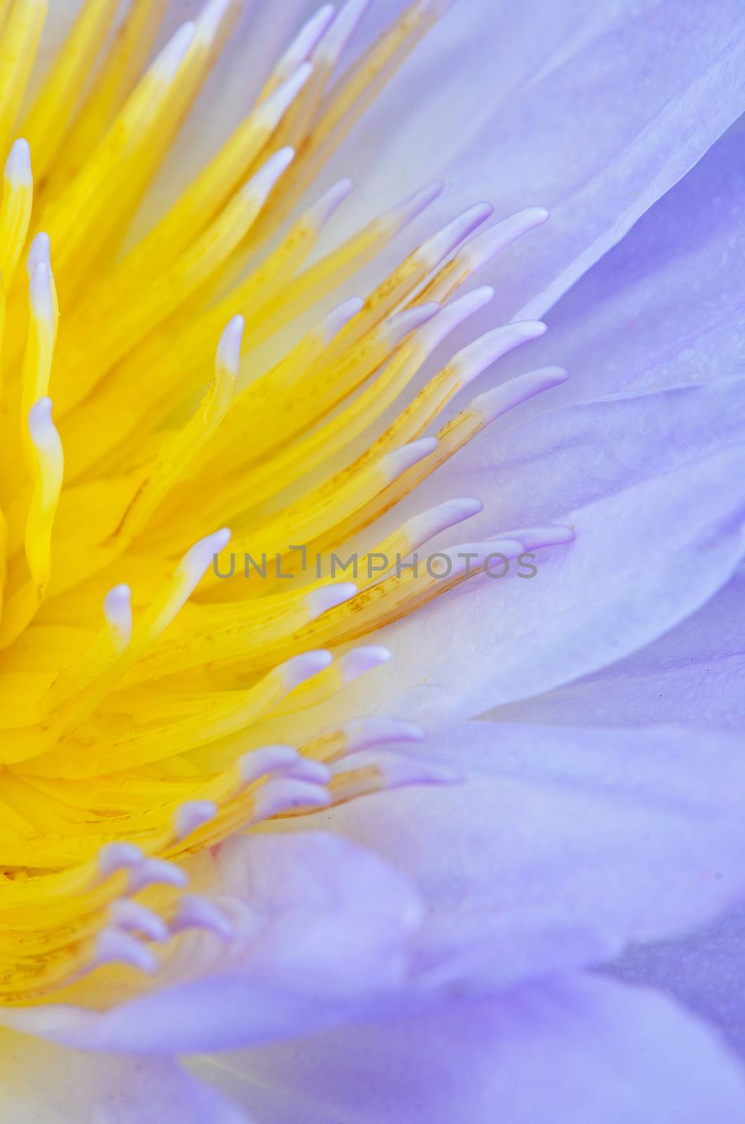 Close up of beautiful purple water lily