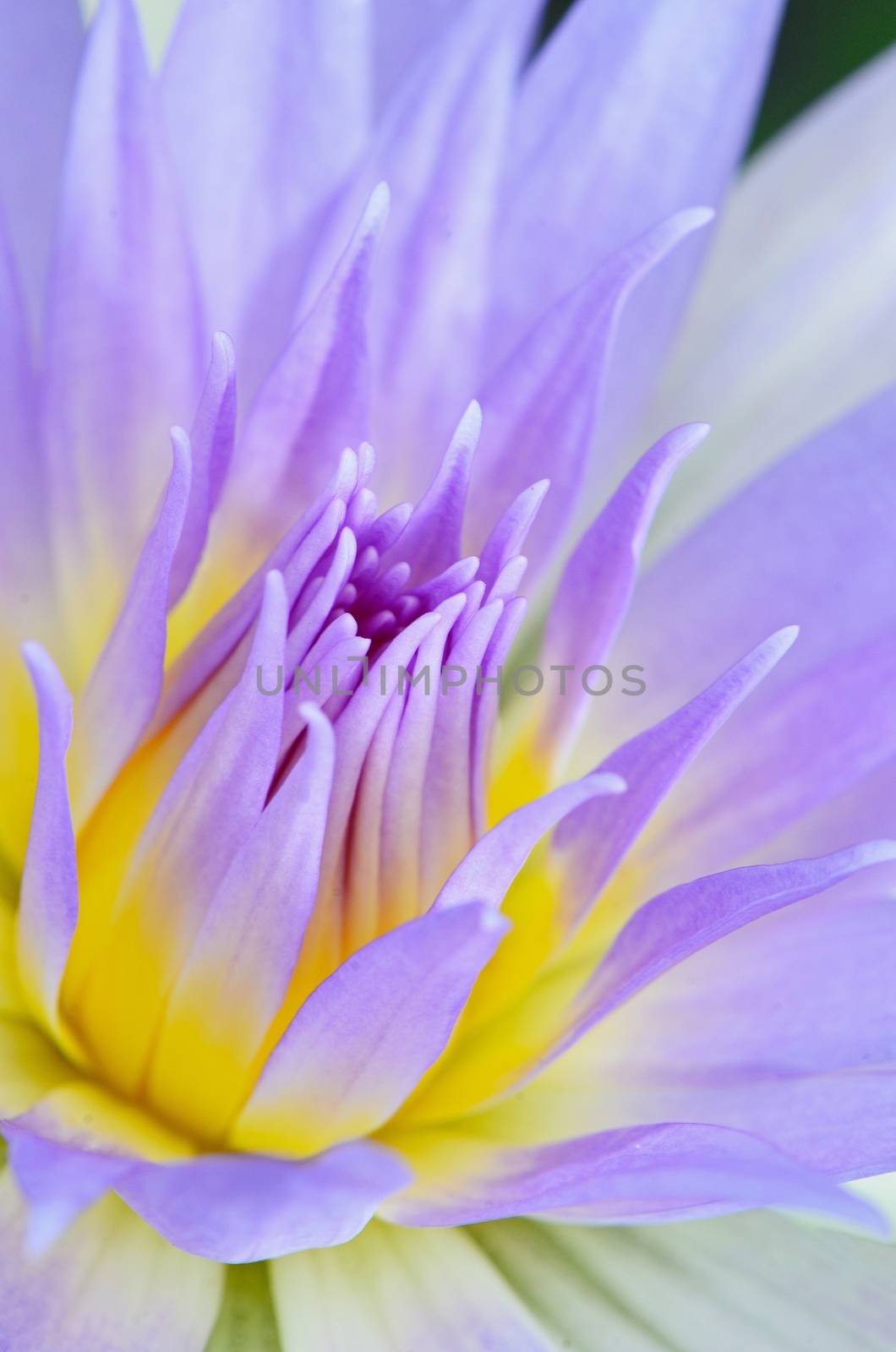 Close up of beautiful purple water lily