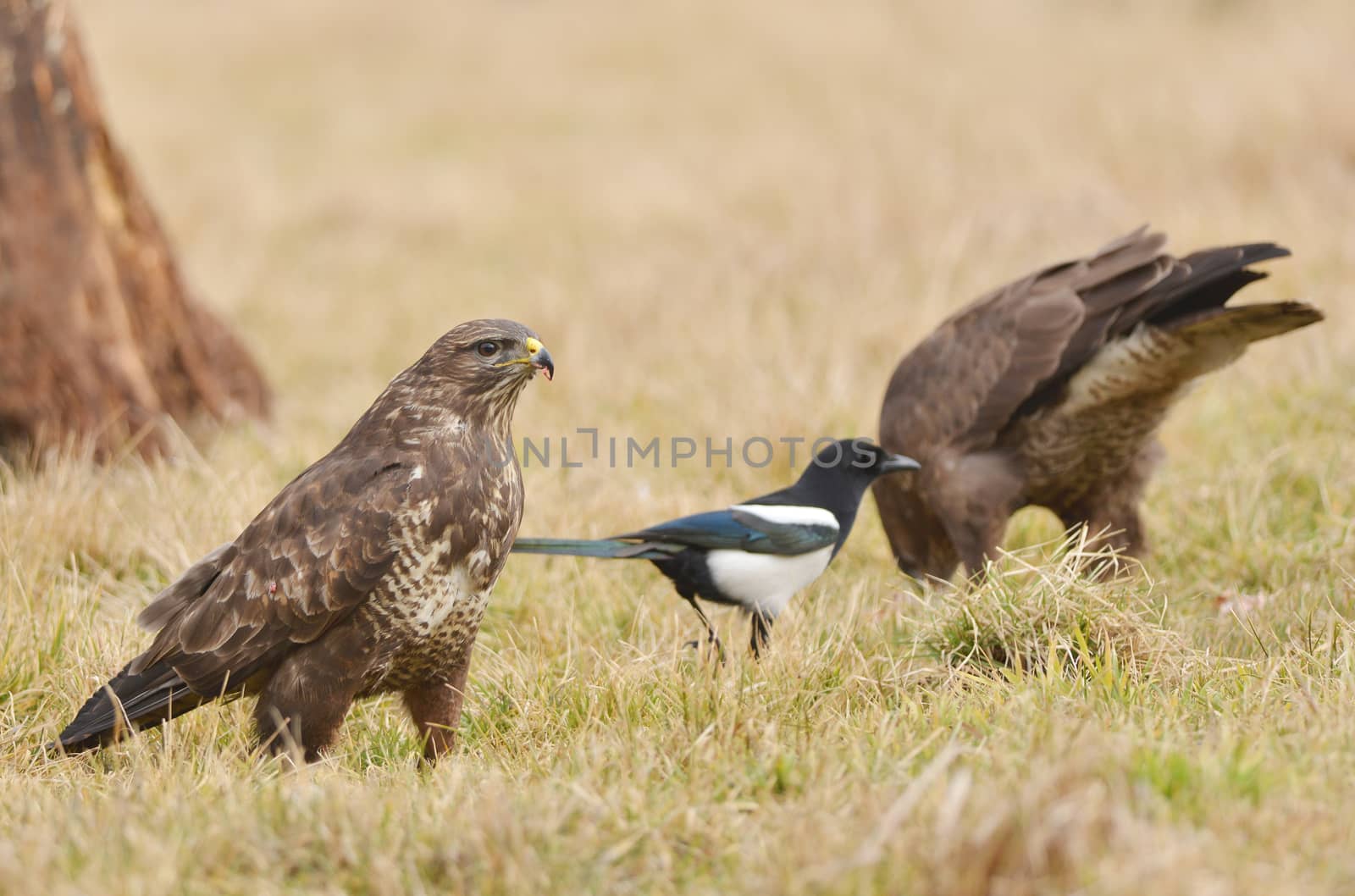Common buzzard