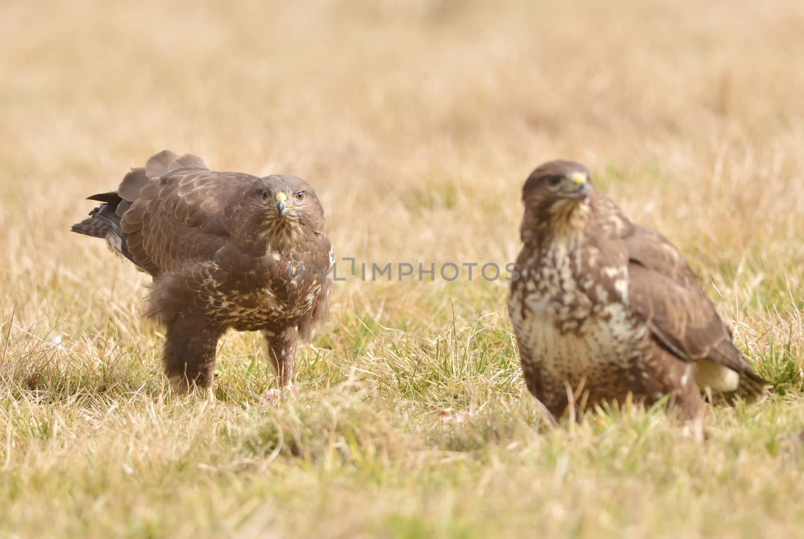Common buzzard