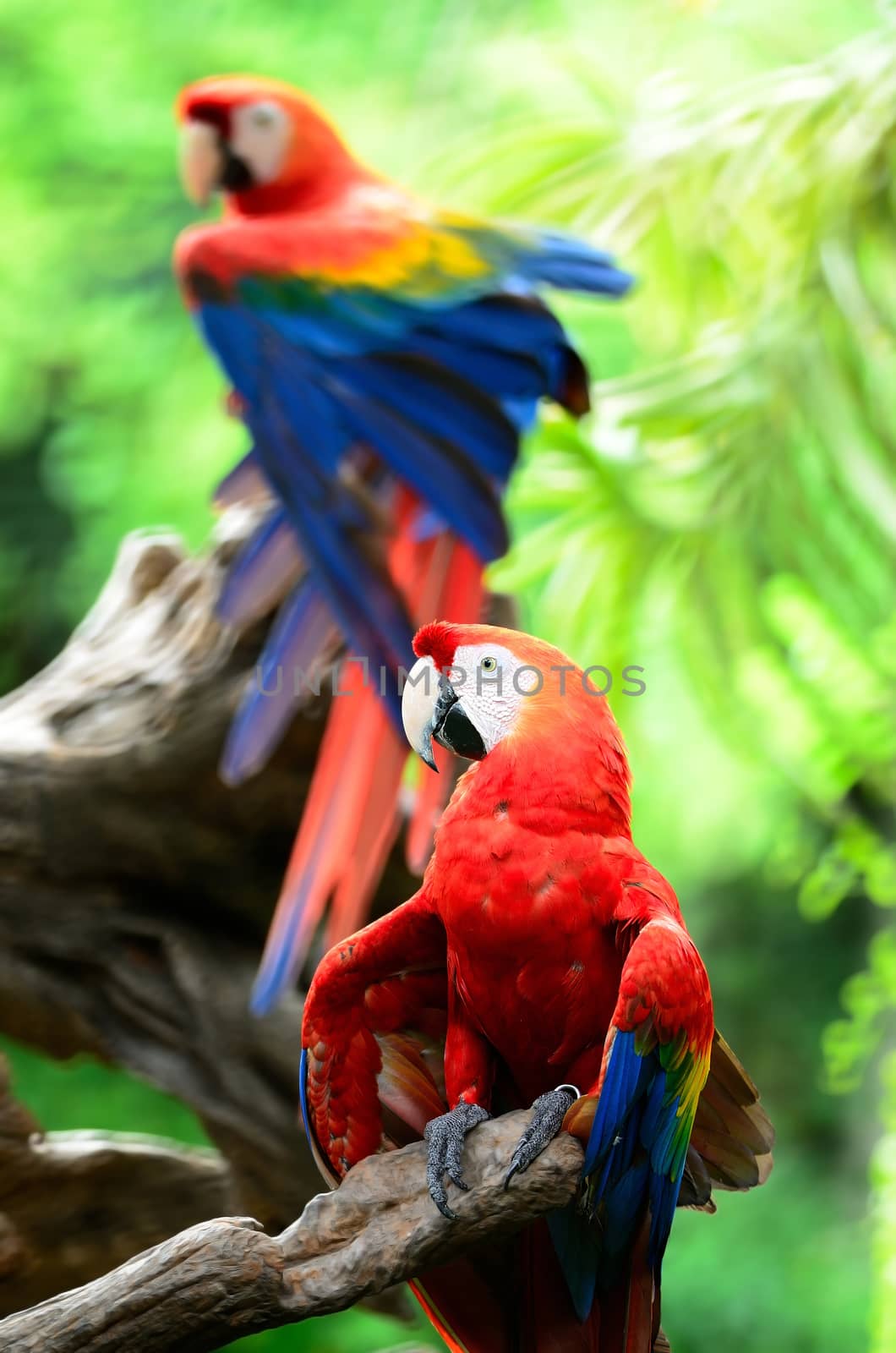 Colorful Scarlet Macaw aviary, face and back profile