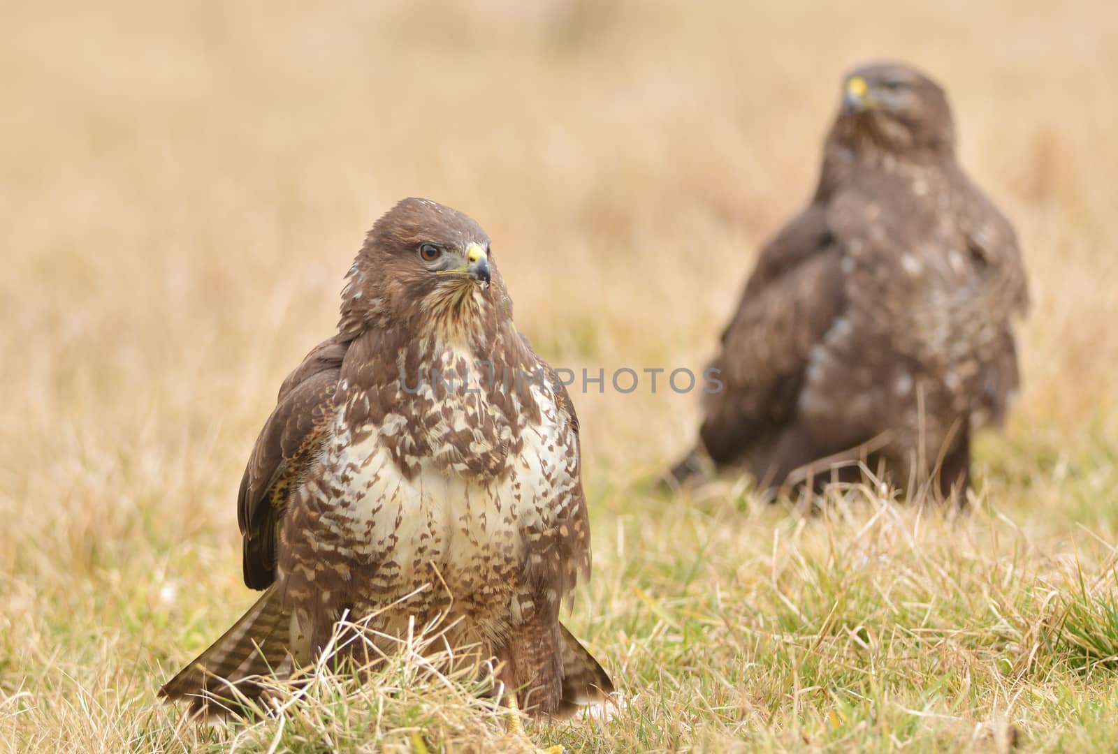 Common buzzard