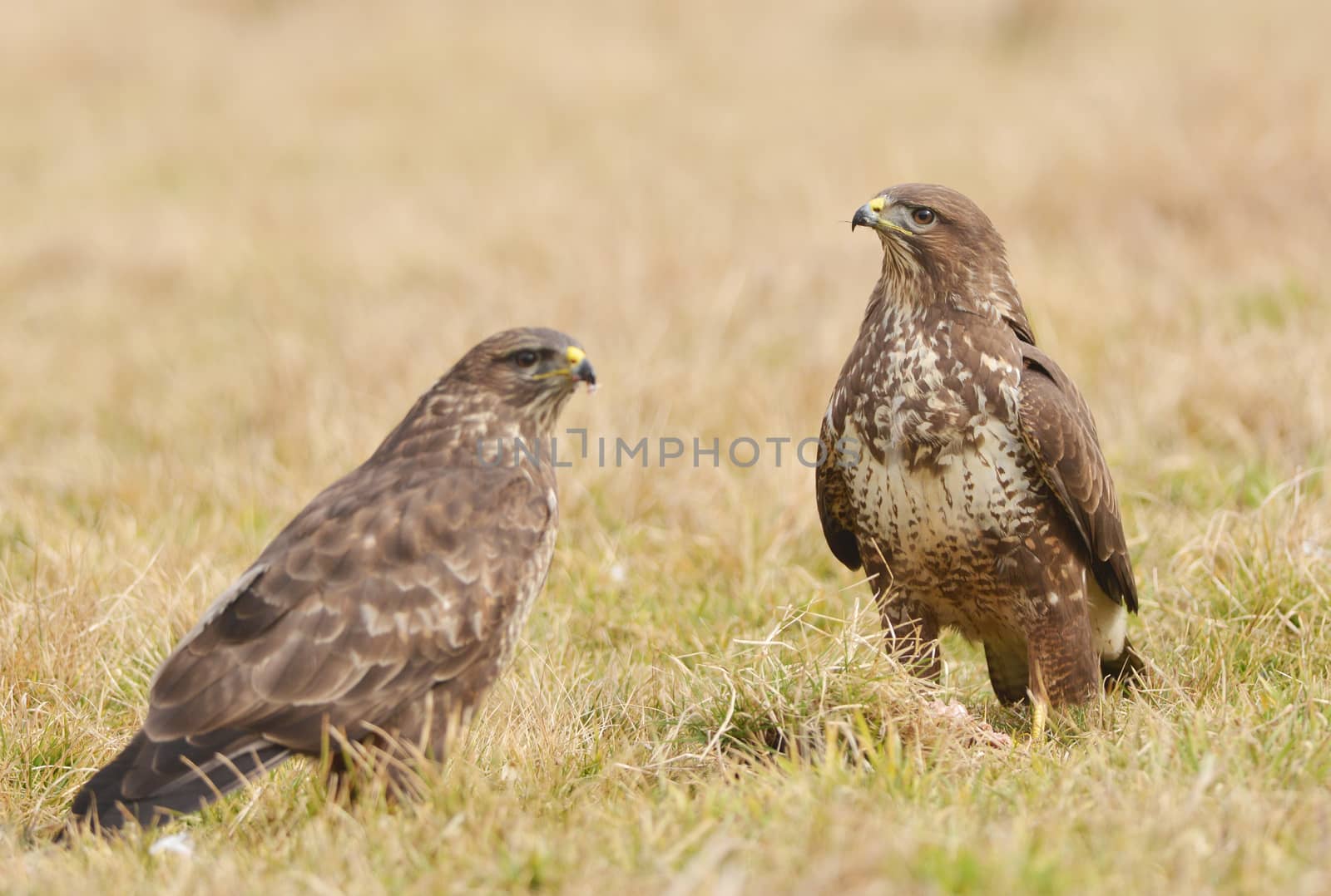 Common buzzard