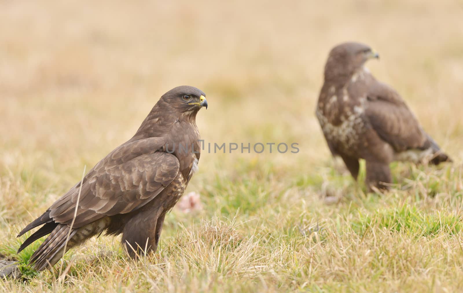 Common buzzard