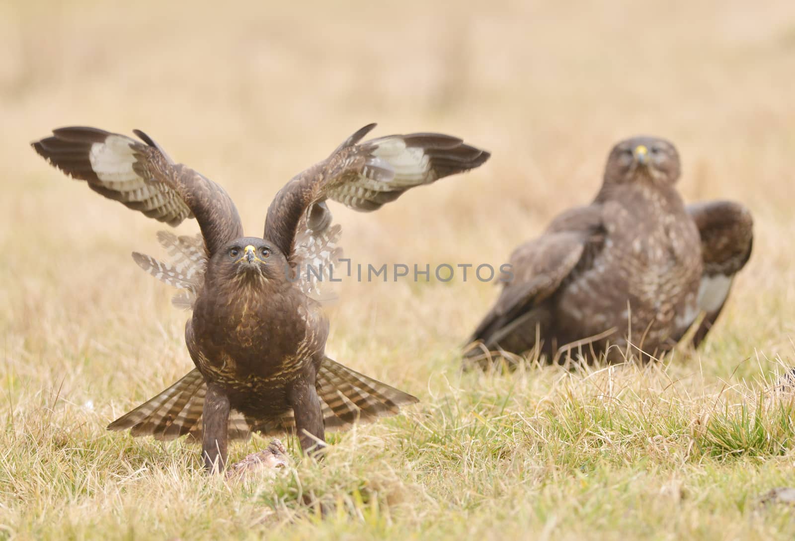 Common buzzard